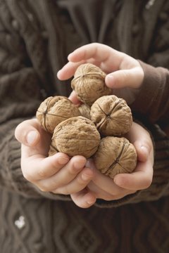 Girl holding several walnuts