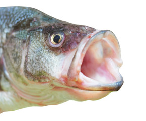 Perch fish with open mouth