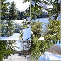 Зимний лес