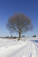 Fototapeta na wymiar Winter road and lonely tree