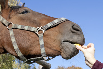 The horse eat apple