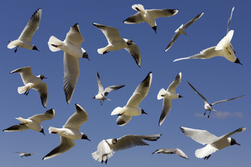 River spring gulls