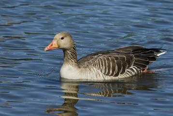 Greylag Goose