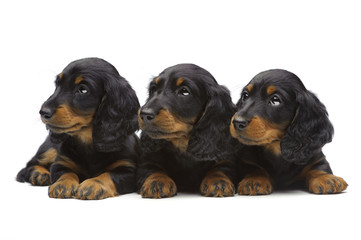 Portrait of three laying puppies of Dachshund