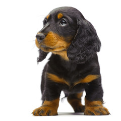 Portrait of standing puppy of Dachshund