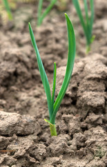 young green garlic