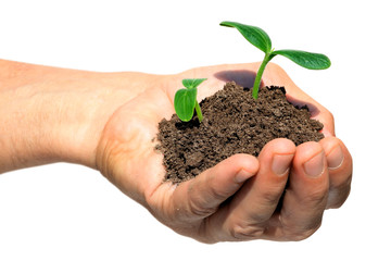 Hand holding cucumber seedling