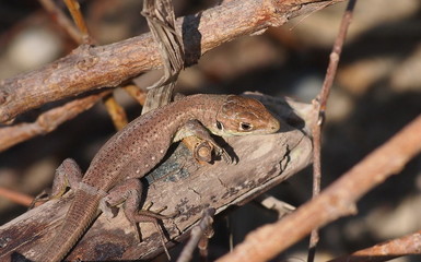small common lizard