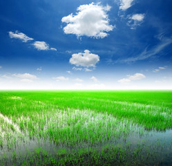 Fototapeta na wymiar Rice field green grass