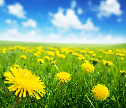 Field of spring flowers