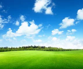 Foto op Canvas field of grass and perfect sky © Iakov Kalinin