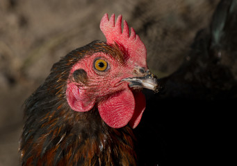 Hühnerportrait