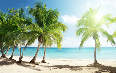 Fototapeta na wymiar Karaiby morze i palmy kokosowe