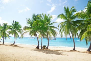 Obraz na płótnie Canvas plaża wyspie Catalina w Dominikanie
