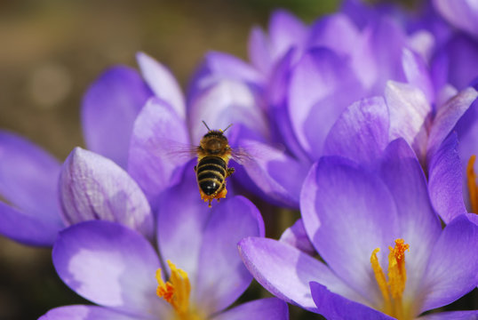 Honeybee Flying to Crocus Flowers