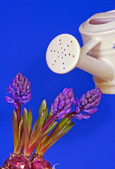 Porcelanowa konewka i hiacynty © GKor