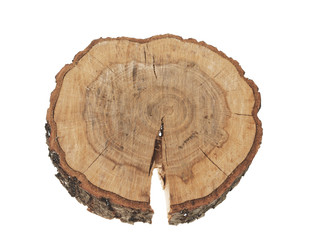 Cross section of tree trunk showing growth rings isolated on whi