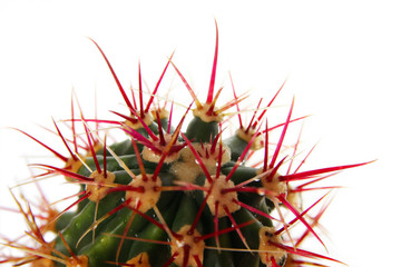 Kaktus - Ferocactus cylindraceus. - obrazy, fototapety, plakaty