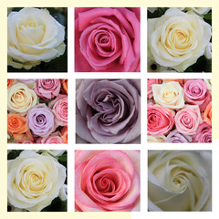 Pastel rose collage