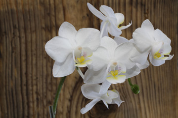 Orchideen Blüte