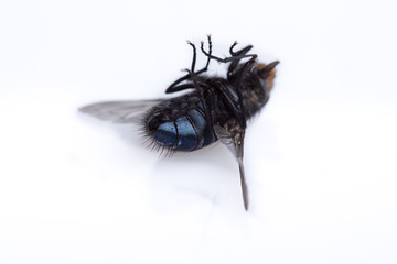 Dead fly