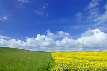 Green and Yellow field with cloudy blue sky