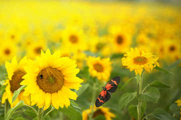 Farben des Sommers