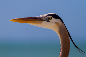 Great blue heron