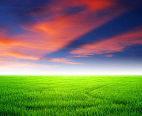 Rice sunset farm landscape sky beautiful field