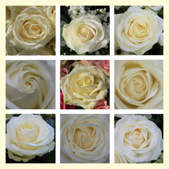 White rose collage