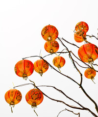 Chinese lantern on a white background