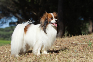 beautiful continental toy spaniel