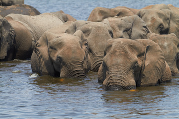 Fototapeta premium African Elephants