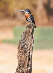 Giant Kingfisher