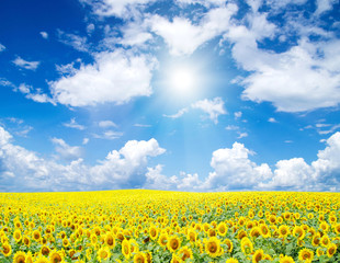 sunflower field