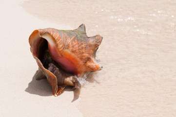 Seashell at the beach
