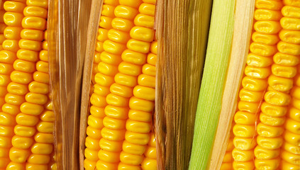 corn closeup