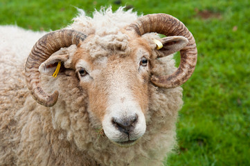 Mouton avec des cornes