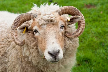 Foto auf Acrylglas Schaf Sheep with horns