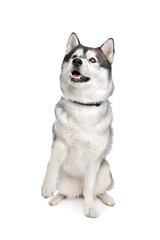 Siberian Husky
