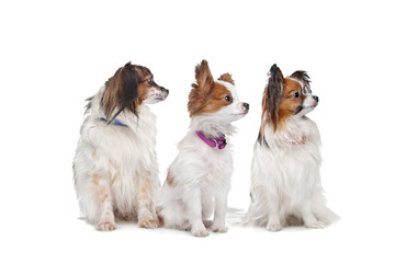 three Papillon dogs