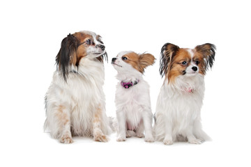 three Papillon dogs