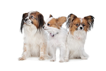 three Papillon dogs