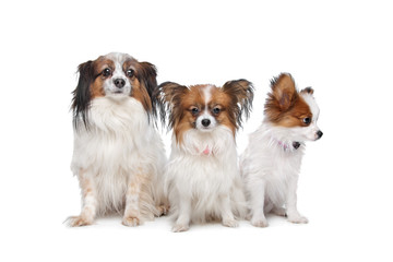 three Papillon dogs