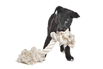 Mixed breed puppy