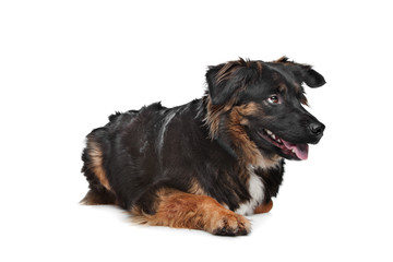 mixed breed dog