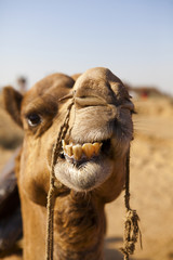 Funny camel face