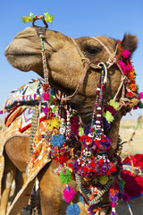 Decorated camel at the Desert Festival, Jaisalmer