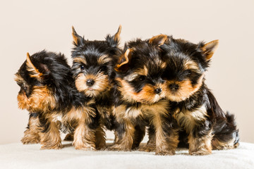Pack of puppies Yorkshire isolated on white