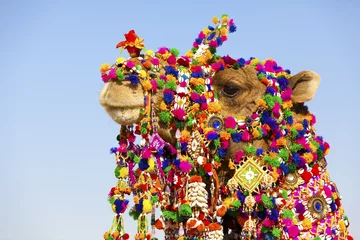 Küchenrückwand glas motiv Decorated camel at the Desert Festival, Jaisalmer © davidevison